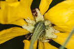 Oldfield sneezeweed